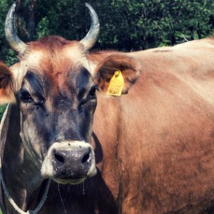 Bulgarian Cattle